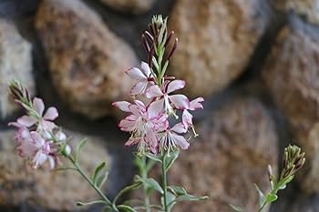 ホワイト flower様 1_000000063522.jpg?1678209902